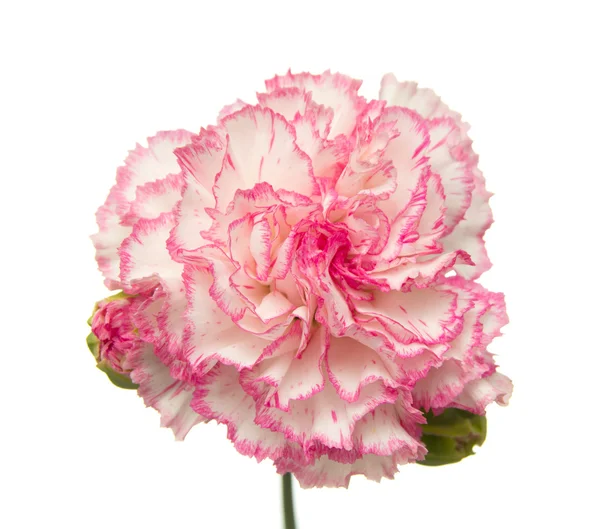 Carnation vareigated bloemen — Stockfoto