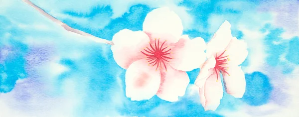 Ακουαρέλα εικόνα του άνθη αμυγδαλιάς — Φωτογραφία Αρχείου