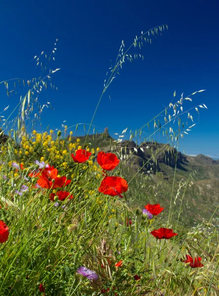 Gran Canaria, central regions, spring — Stock Photo, Image