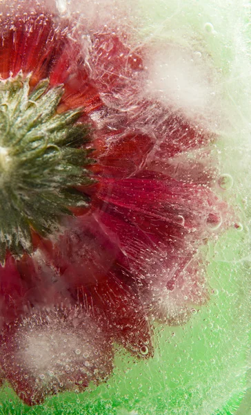 Κατεψυγμένα χλωρίδα冷冻植物区系 — 图库照片