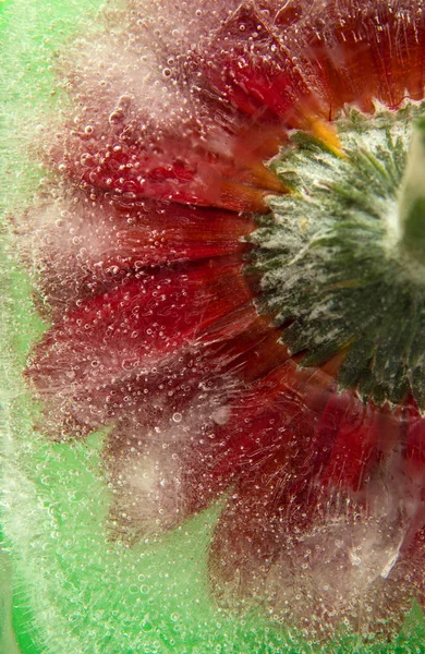 Frozen flora — Stock Photo, Image