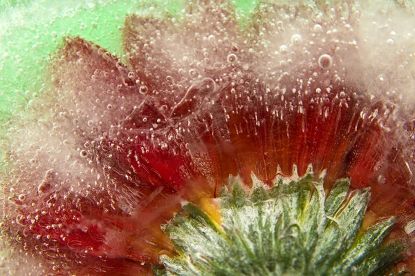 Flora congelada — Foto de Stock