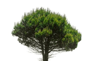 Taş çam, Pinus çam