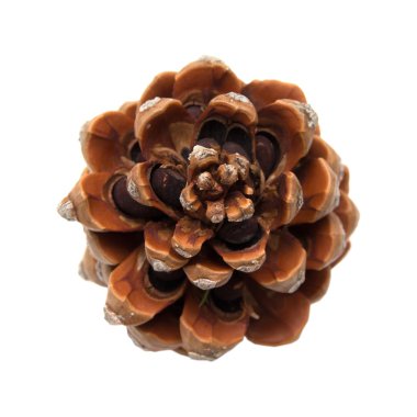 Taş çam, Pinus çam