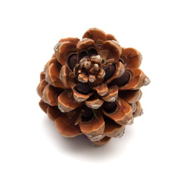 Taş çam, Pinus Pinea konisi