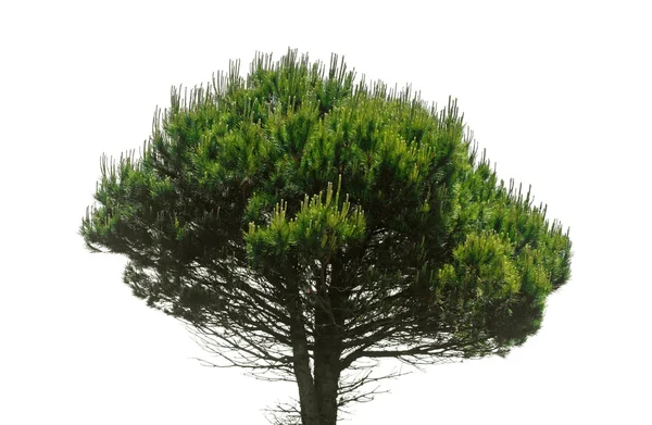 Sosna kamienna, Pinus pinea — Zdjęcie stockowe