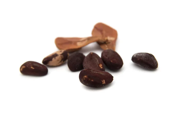 Орехи каменной сосны, Сосна Пинея — стоковое фото