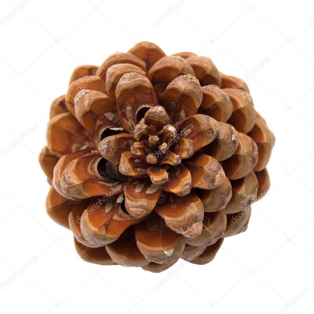 Pinus pinea, stone pine cone