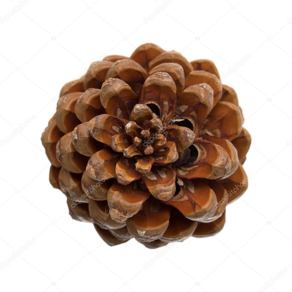 cone of Stone pine, Pinus Pinea