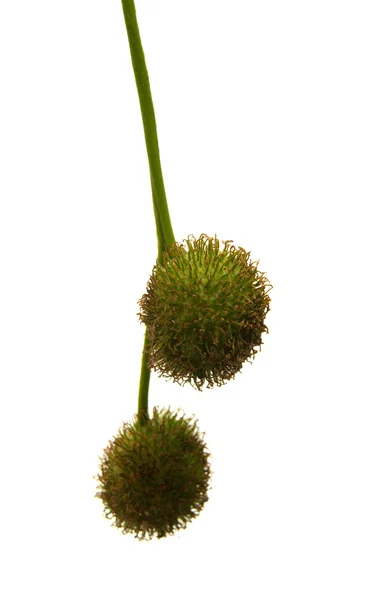 Agregar bolas das sementes de uma árvore plana — Fotografia de Stock
