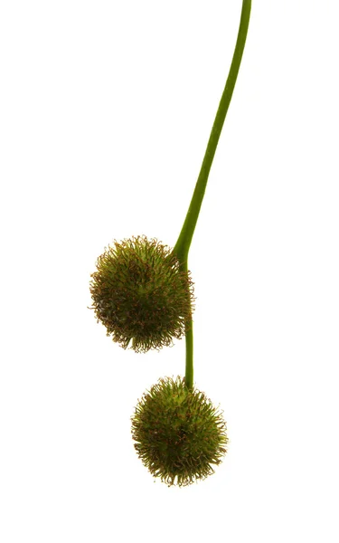 Agregar bolas das sementes de uma árvore plana — Fotografia de Stock
