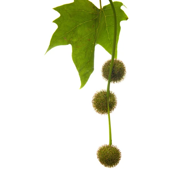 Agregate balls of the seeds of a plane tree — Stock Photo, Image