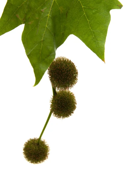 Agregate balls of the seeds of a plane tree — Stock Photo, Image