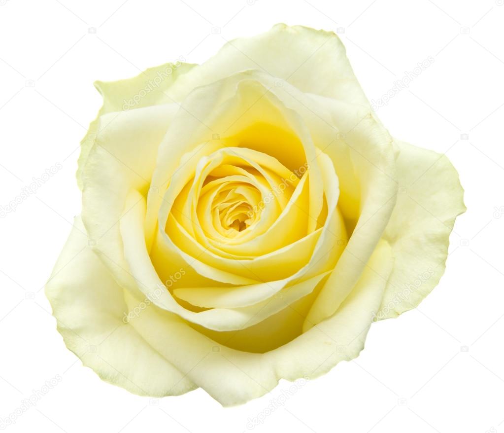 Roses On A Pale Yellow And Pink Pastel Background Stock Photo, Picture and  Royalty Free Image. Image 106641539.