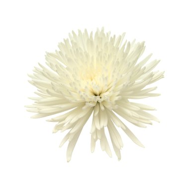 Beyaz Yıldız krizantem