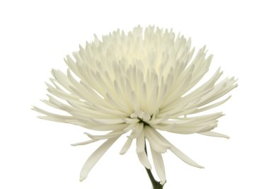 white star  Chrysanthemum clipart