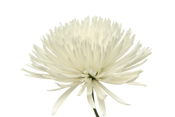 White star  Chrysanthemum — Stock Photo, Image