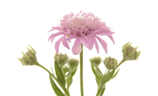 Flora de Gran Canaria — Foto de Stock