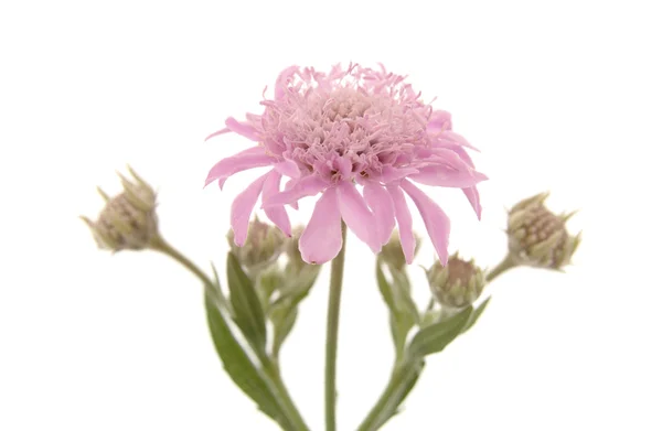 Flora de Gran Canaria - Pterocephalus dumetorum — Foto de Stock