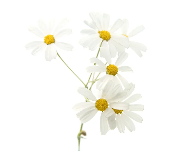 A gran canaria - tanacetum ptarmiciflorum növény — Stock Fotó