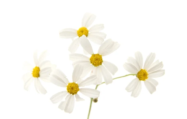 Flora de Gran Canaria-Tanacetum ptarmiciflorum — Foto de Stock