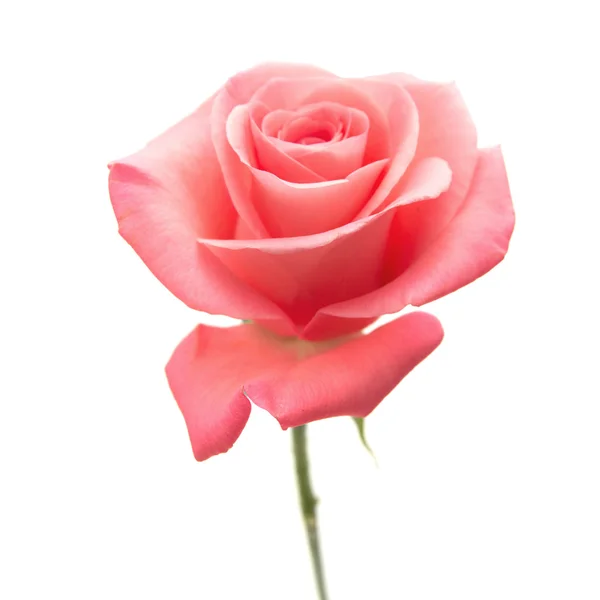 Gentle pink rose — Stock Photo, Image