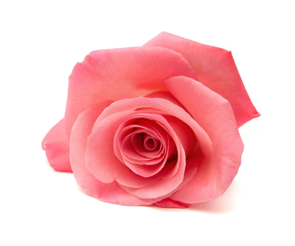柔和的粉色玫瑰 — 图库照片