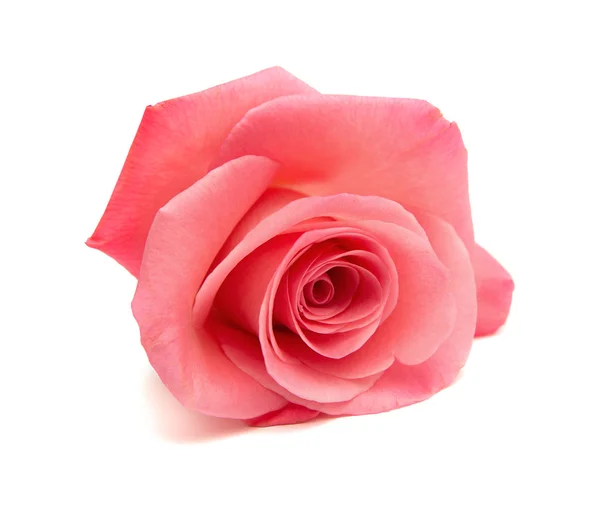 Delikatny różowy róża — Zdjęcie stockowe