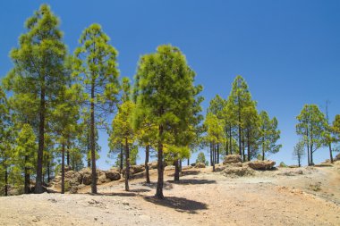 Gran canaria, caldera de tejeda