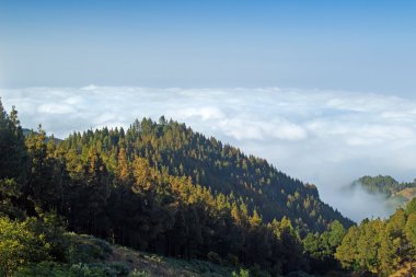 İç Gran Canaria, bulut örtüsü doğru ağaç başında üzerinden görünüm