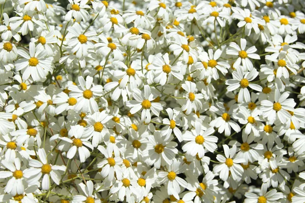 Abundante floración de Tanacetum ptarmiciflorum —  Fotos de Stock