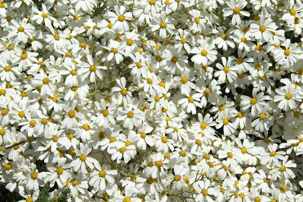 Reichliche Blüte von Tanacetum ptarmiciflorum — Stockfoto