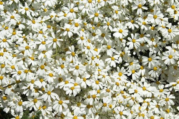 Obfite kwitnienie tanacetum ptarmiciflorum — Zdjęcie stockowe