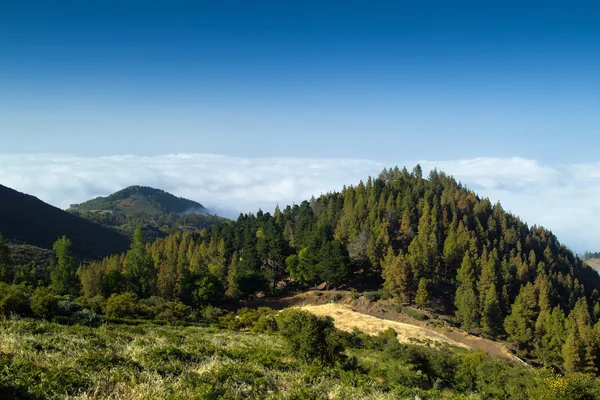 Interior de Gran Canaria, vista sobre las copas de los árboles hacia la cubierta de nubes —  Fotos de Stock