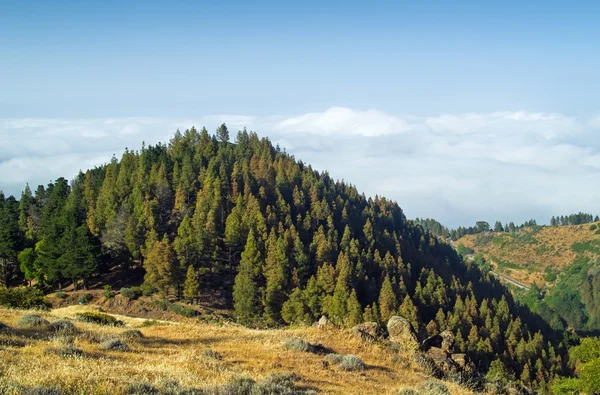 Inland Gran Canaria, pandangan atas puncak pohon terhadap awan penutup — Stok Foto