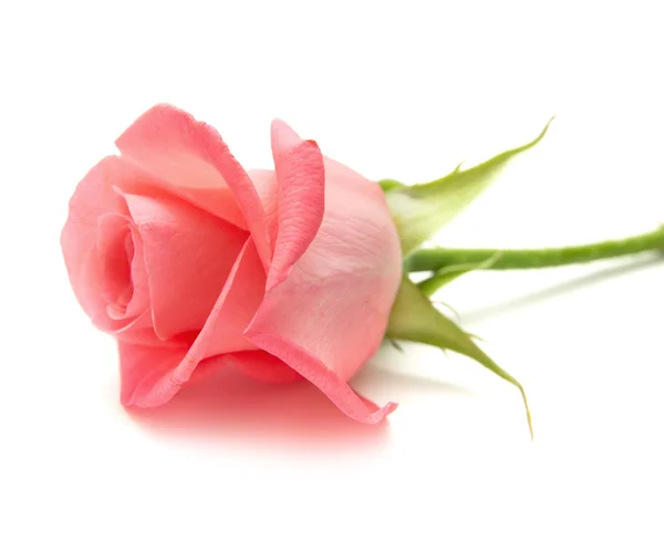 Gentle pink rose — Stock Photo, Image