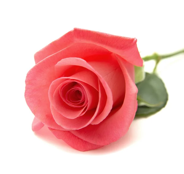 Gentle pink rose — Stock Photo, Image