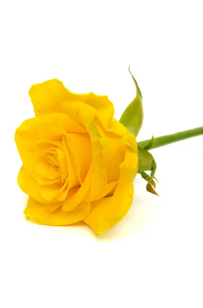 Yellow rose — Stock Photo, Image