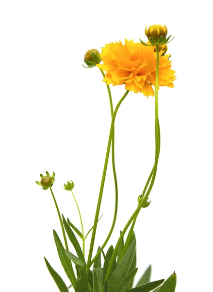 Coreopsis giallo-arancio — Foto Stock