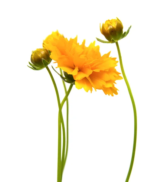 Yellow-orange Coreopsis — Stock Photo, Image