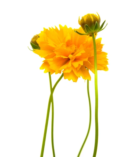 Yellow-orange Coreopsis — Stock Photo, Image