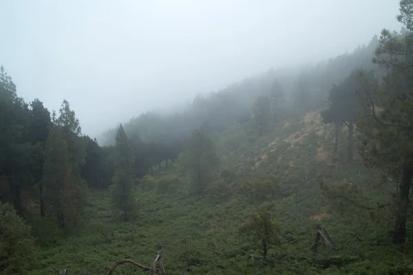 Gran canaria, caldera de tejeda — Stockfoto