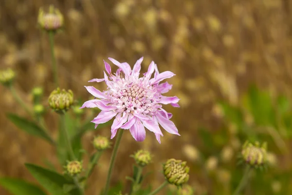 Flora z Gran Canaria, Pterocephalus dumetorum — Stock fotografie