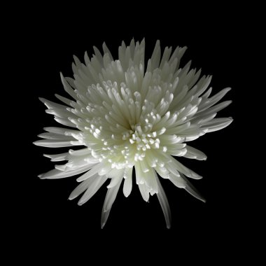 Beyaz Yıldız krizantem