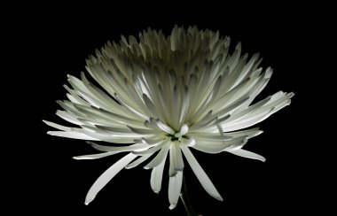 Beyaz Yıldız krizantem