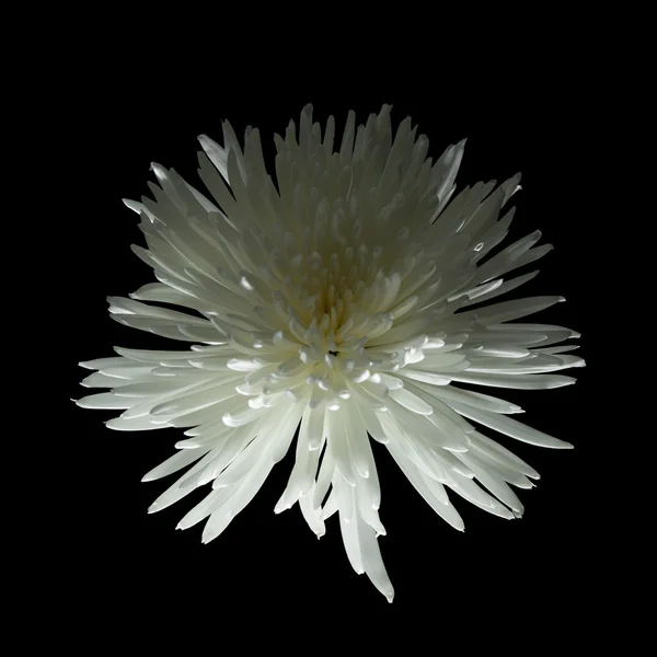 白星菊花 — 图库照片