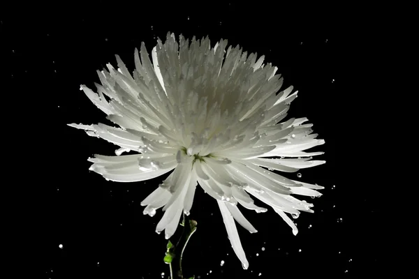 Chrysantheme, weißer Stern — Stockfoto