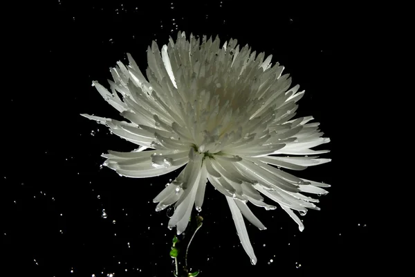 Chryzantéma Bílá hvězda — Stock fotografie