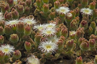 Mesembryanthemum crystallinum