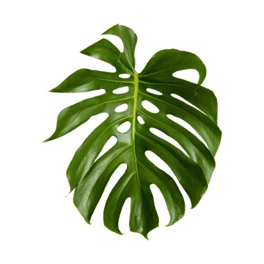 monstera büyük yeşil parlak yaprak
